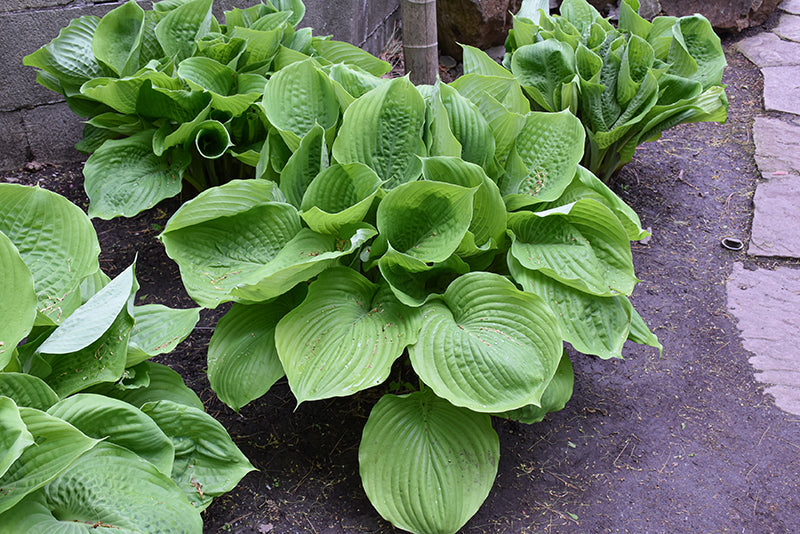 Hosta Plantain Lily Sum & Substance