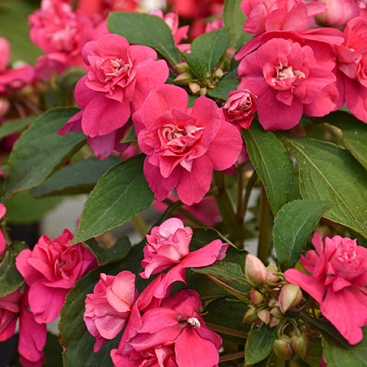 Double Impatiens Pink Hot - 11" Hanging Basket