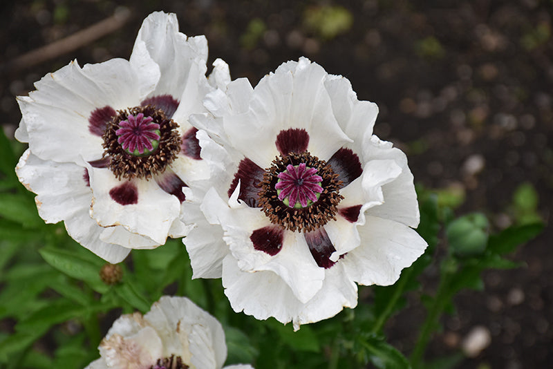 Papaver Iceland Poppy Royal Wedding - 6" Perennial
