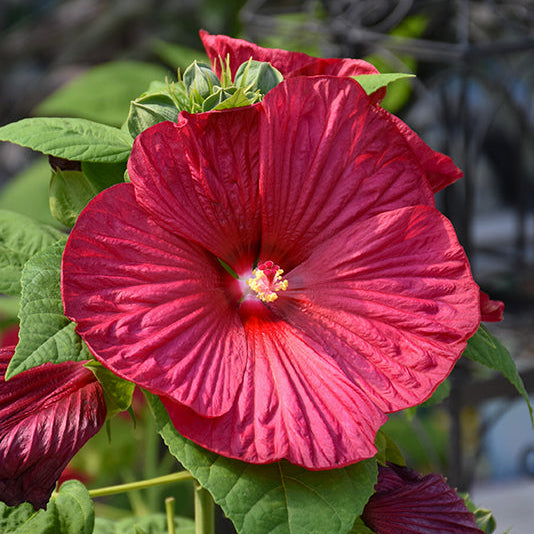 Luna Red Hardy Hibiscus - 9" Perennials