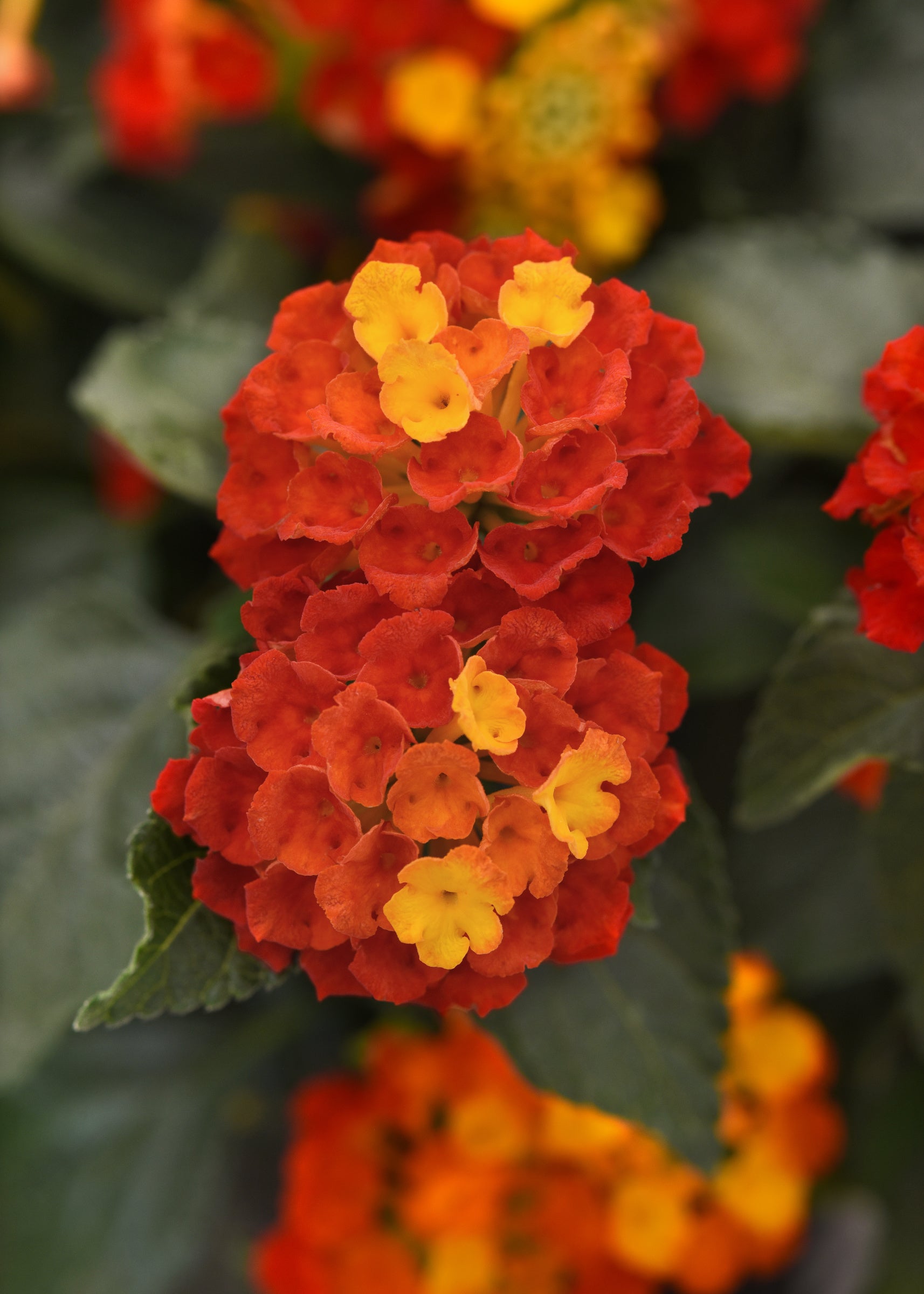 Lantana Shamrock Red - 8" Planter