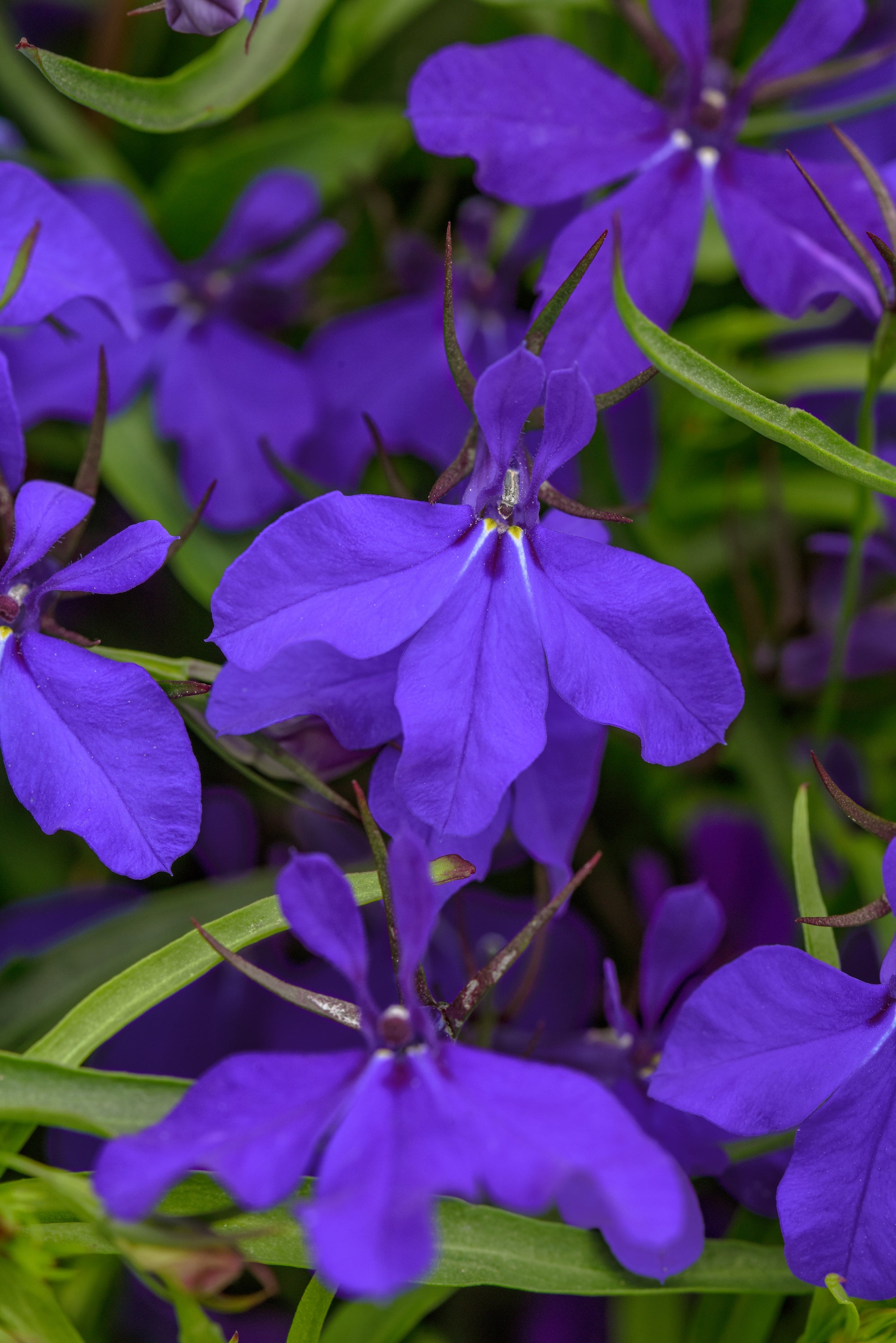 Lobelia Heatopia Dark Blue - 4.33" Premium Annual