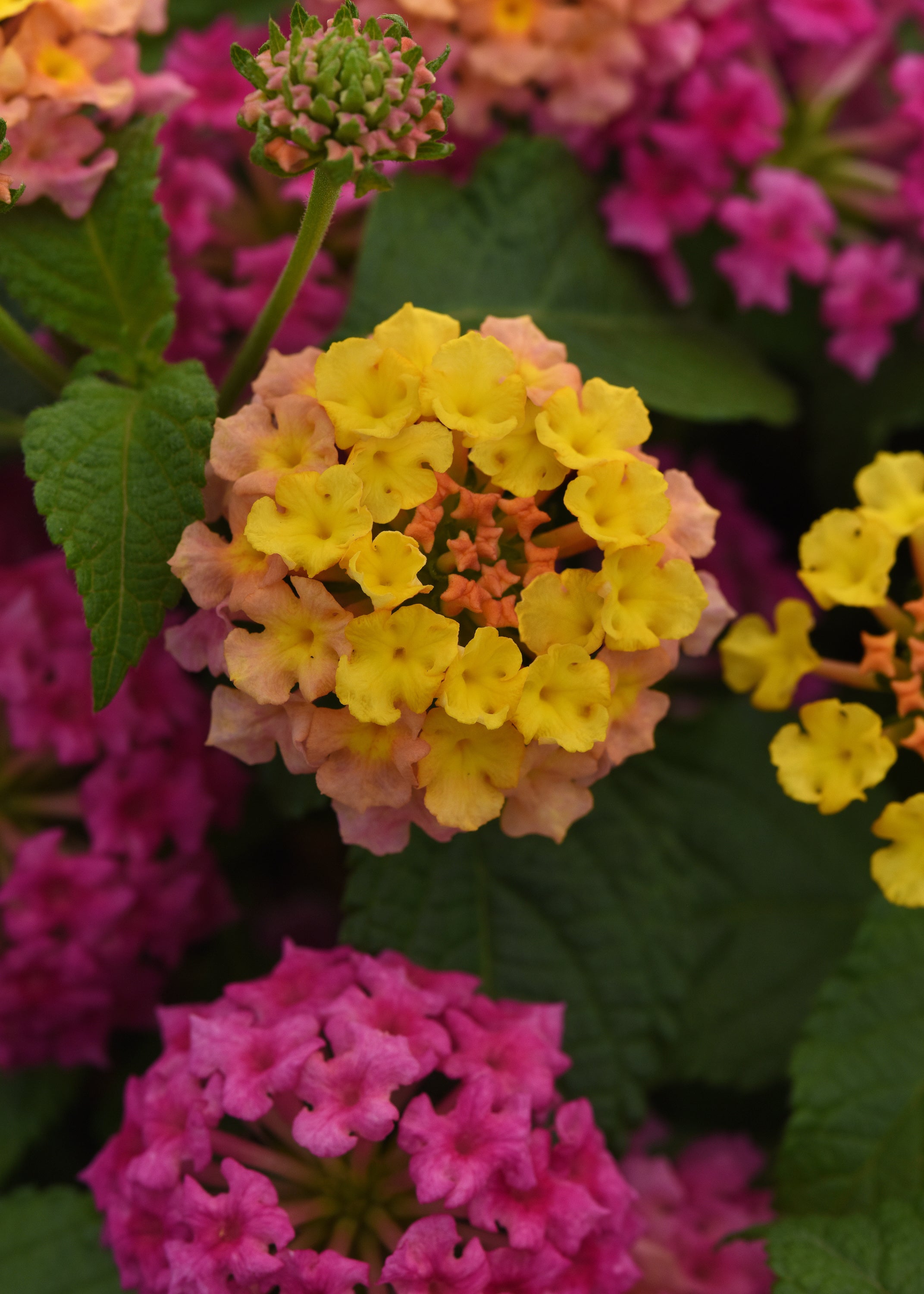 Lantana Shamrock Rose - 4.33" Premium Annual
