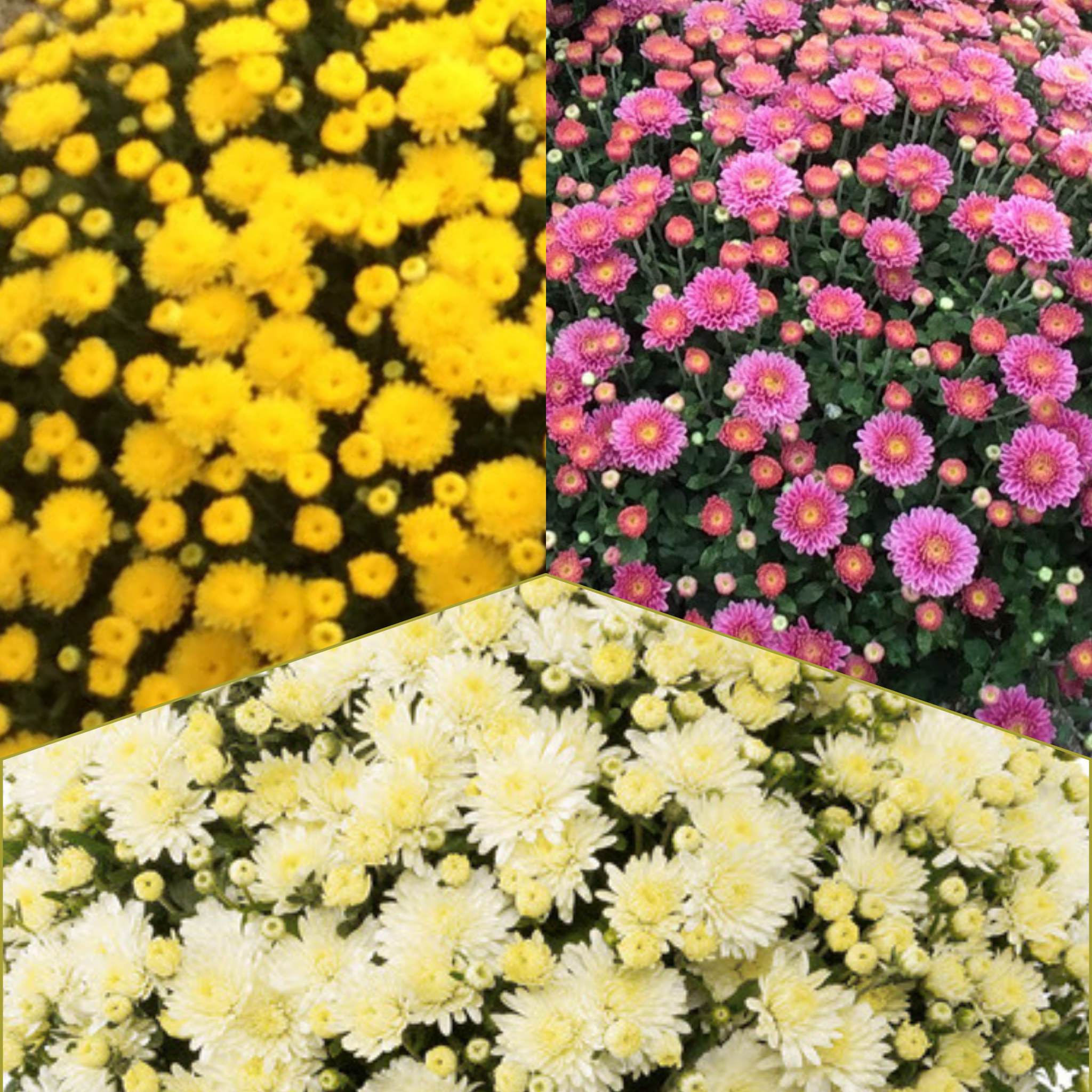 Amiko Tricolor (Mix 7) - 10" Potted Garden Mum
