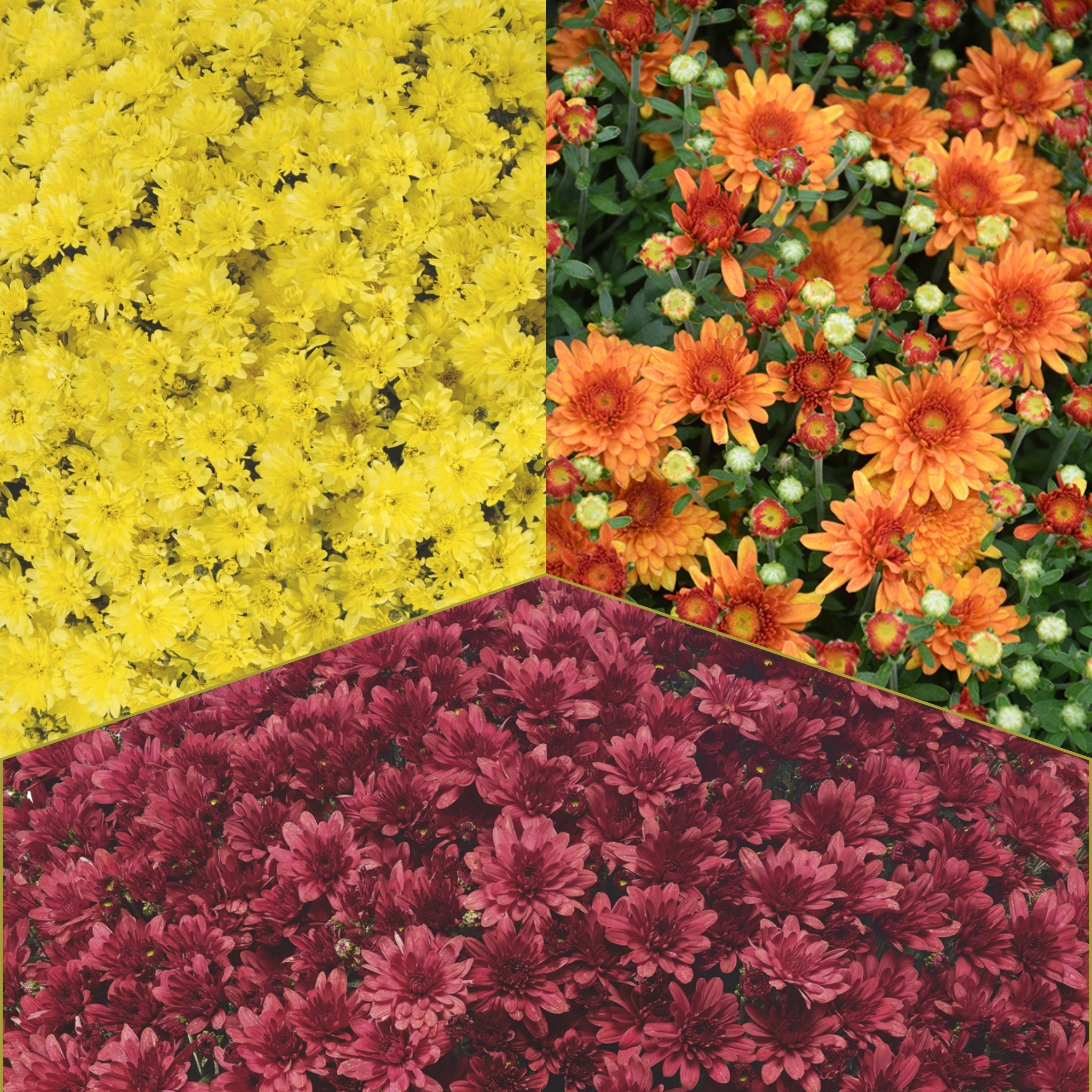 Arluno Tricolor (Mix 4) - 10" Potted Garden Mum