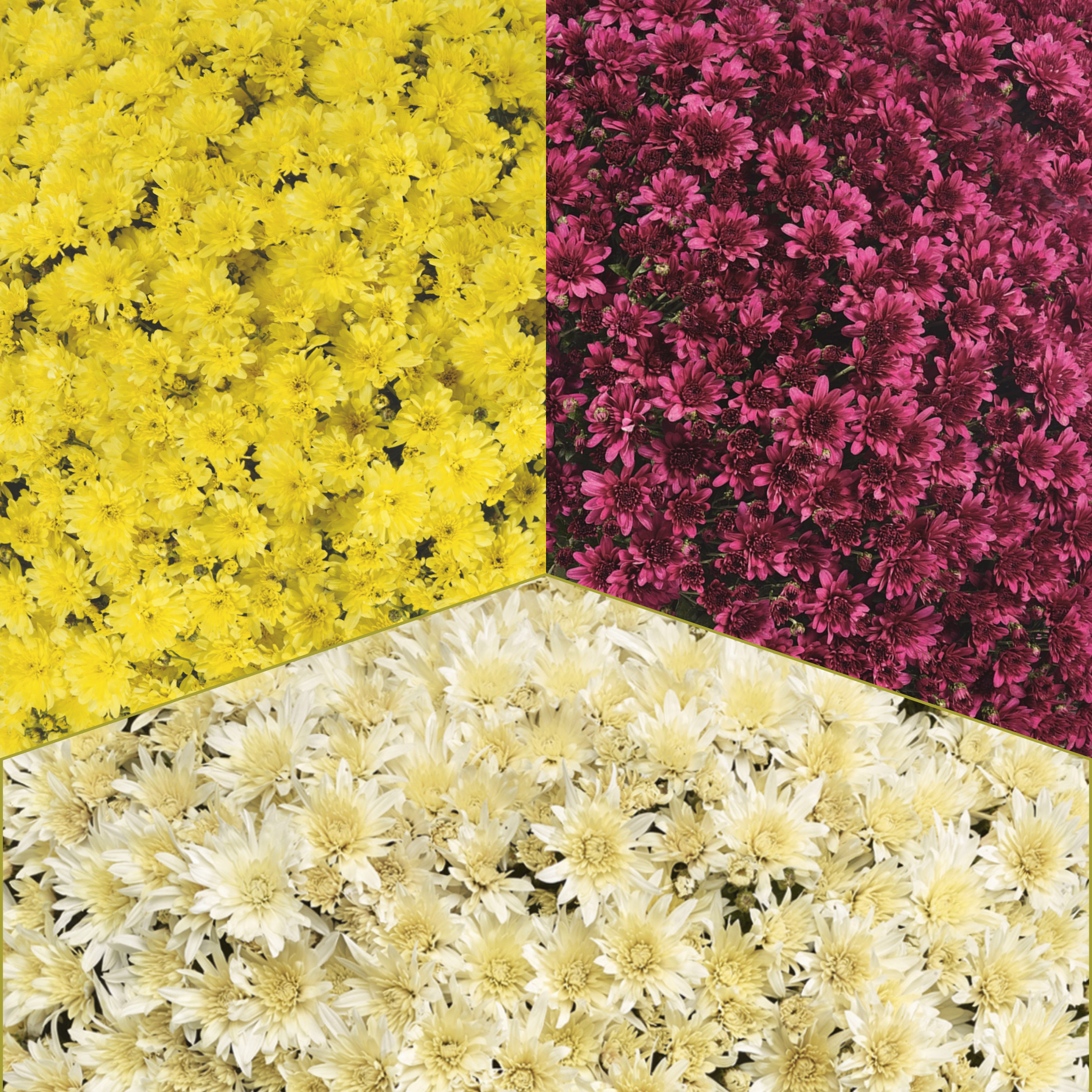 Arluno Tricolor (Mix 5) - 10" Potted Garden Mum