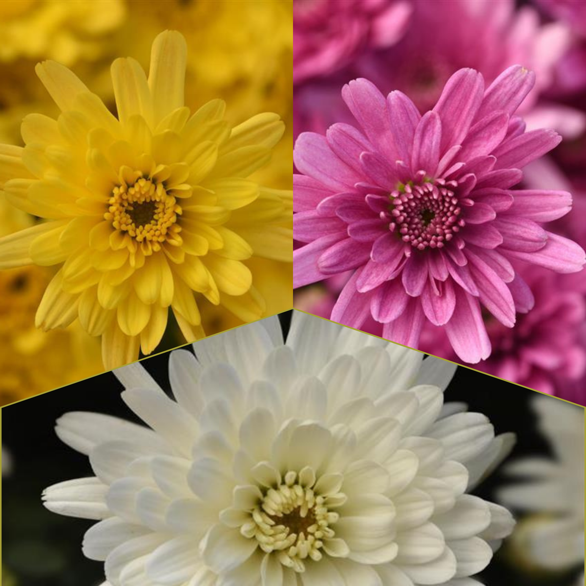 Axios Tricolor (Mix 6) - 9"x6" Potted Garden Mum