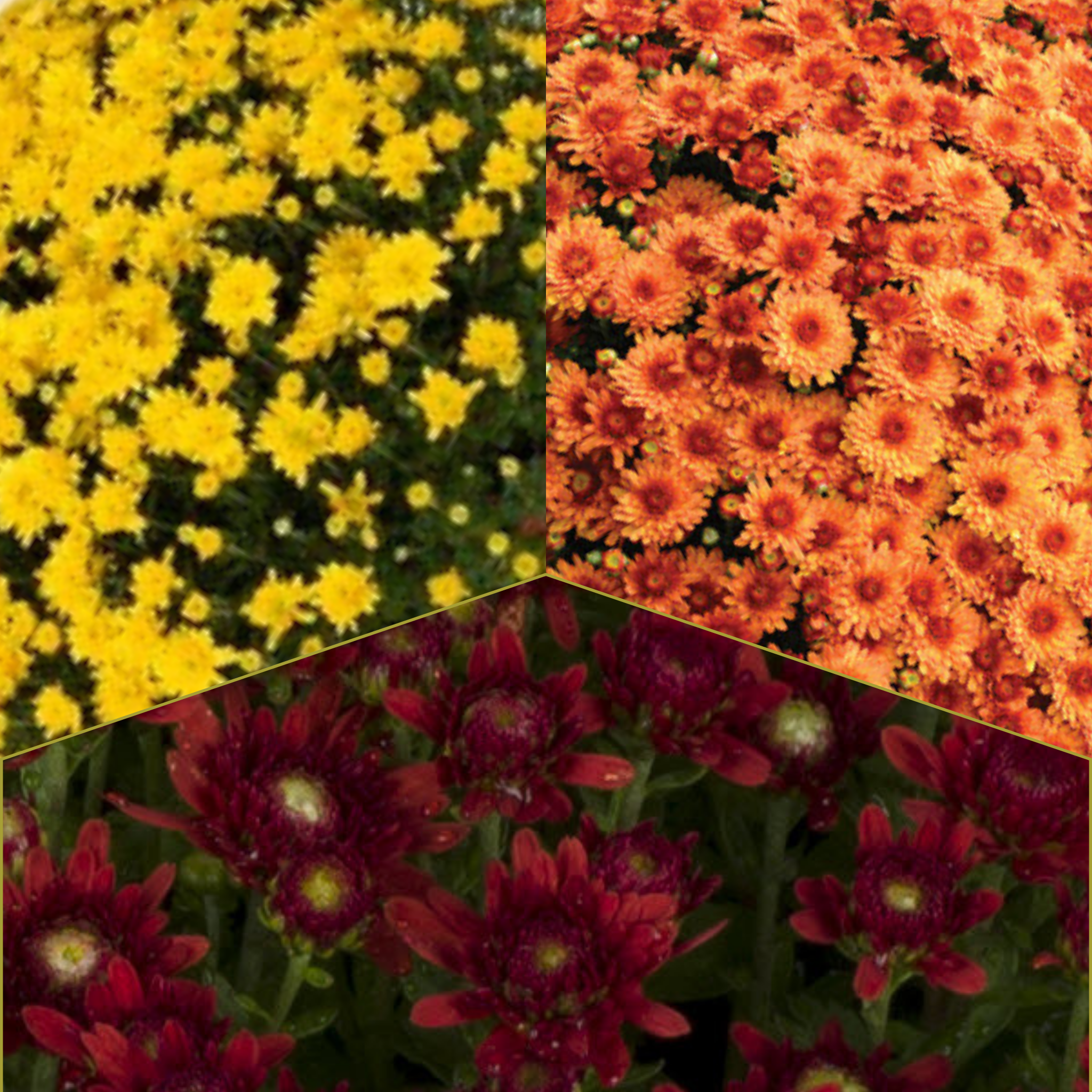 Beverly Tricolor (Mix 5) - 13" Garden Mum Hanging Basket