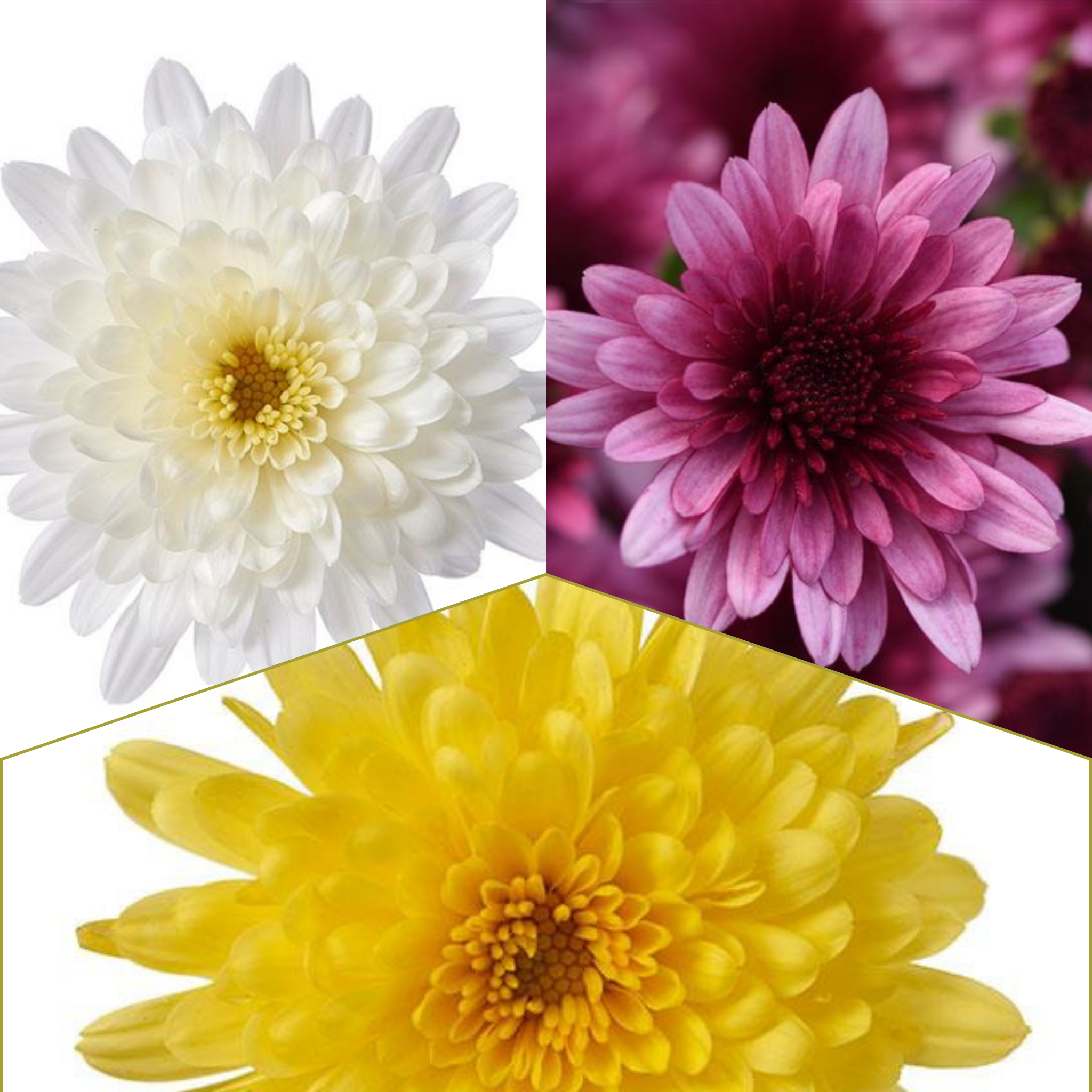 Morgana Tricolor (Mix 7) - 13" Garden Mum Hanging Basket