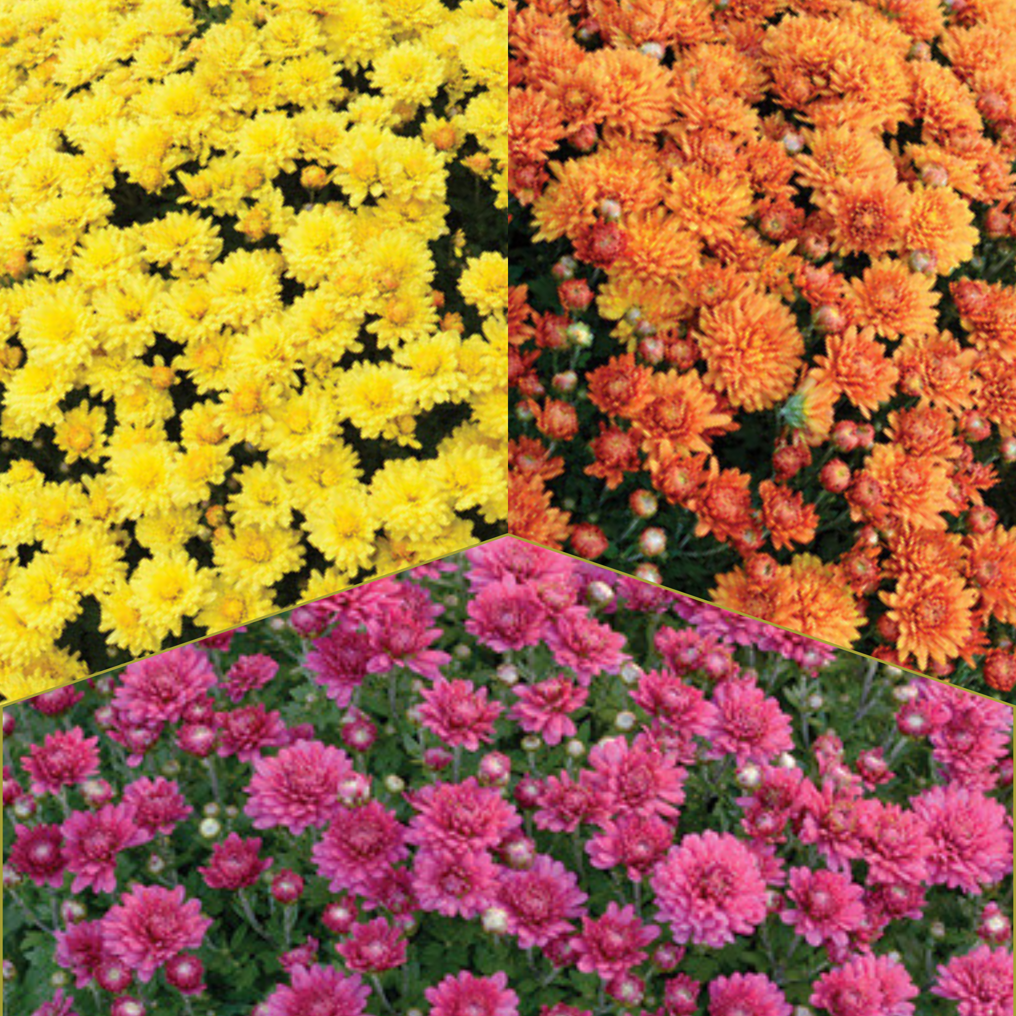 Nikki Tricolor (Mix 6) - 14" Deco Pot Garden Mum