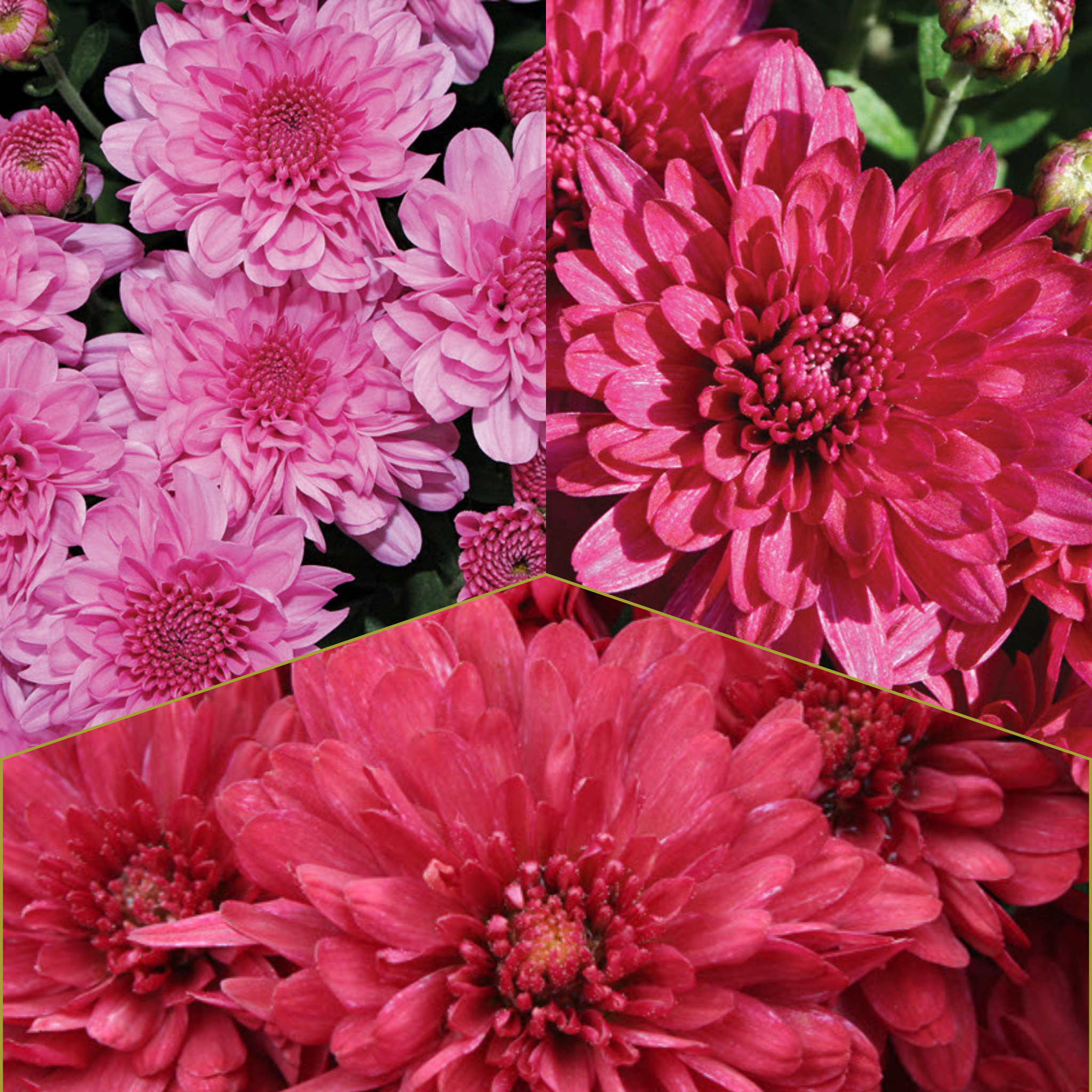 Wanda Tricolor (Mix 6) - 13" Garden Mum Hanging Basket