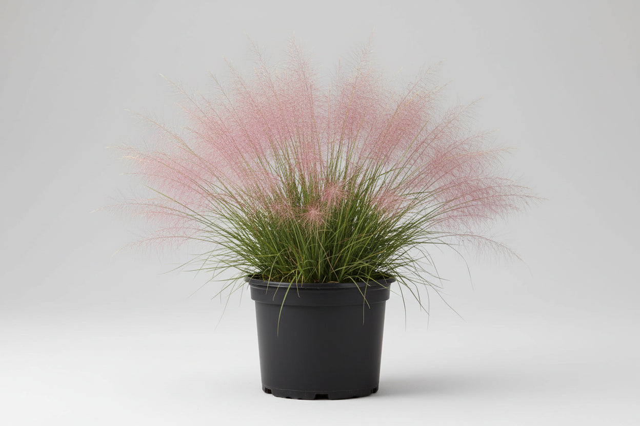 Muhlenbergia Muhly Grass Undaunted