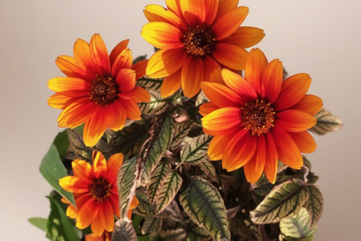 Heliopsis False Sunflower Orange Marble