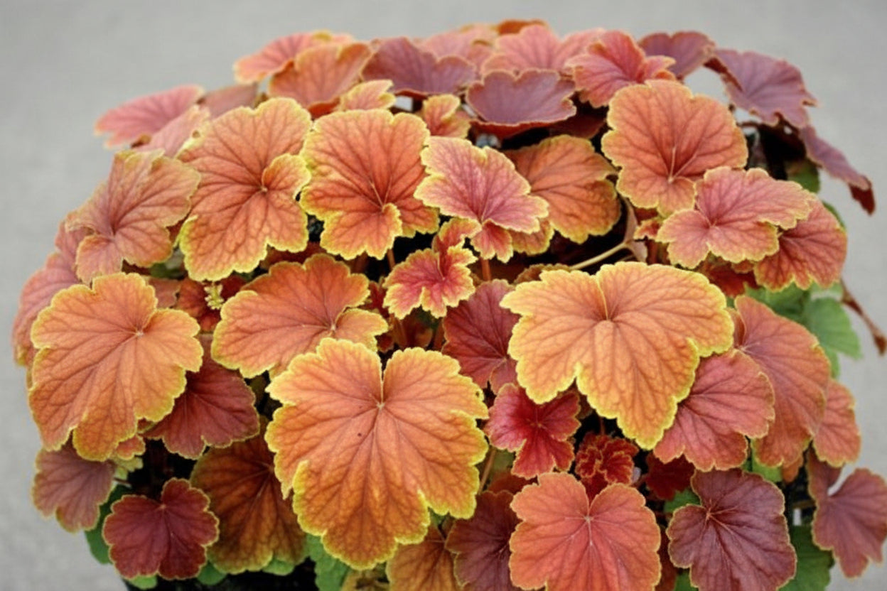 Heuchera Coral Bell Eternal Flame