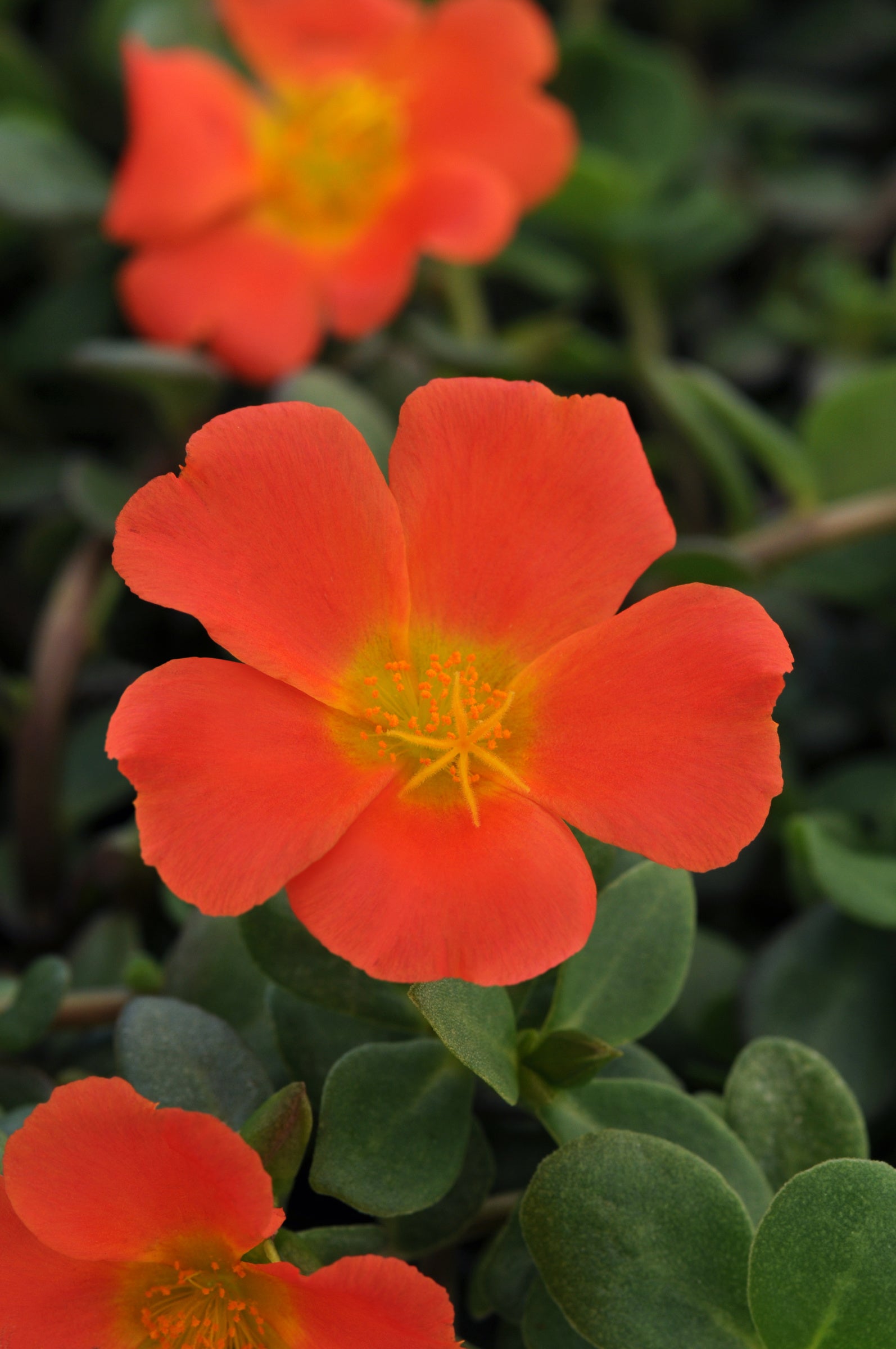 purslane hanging plant Purslane RioGrande Orange