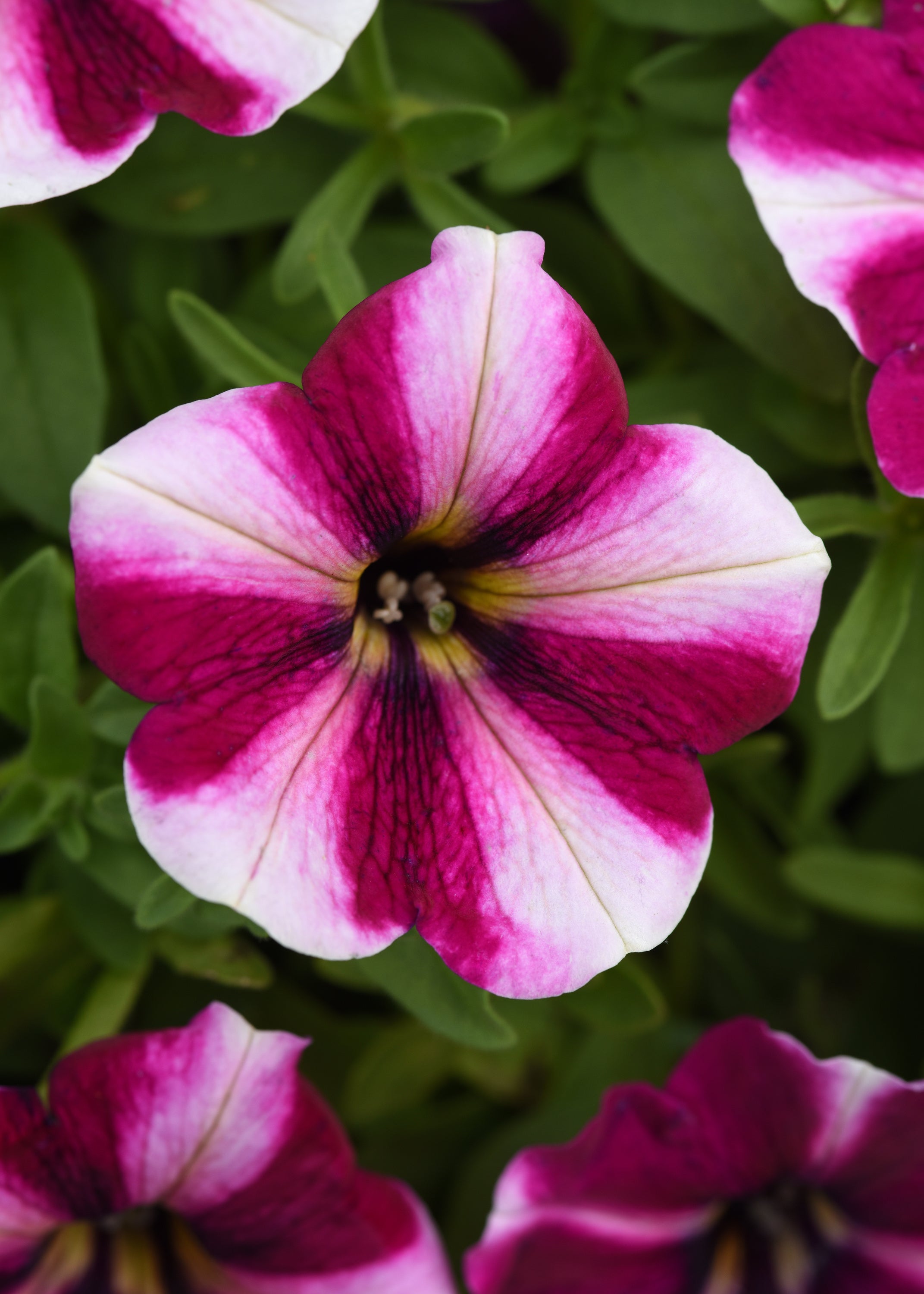 Petunia Starlet Magenta Star - 4.33" Premium Annual