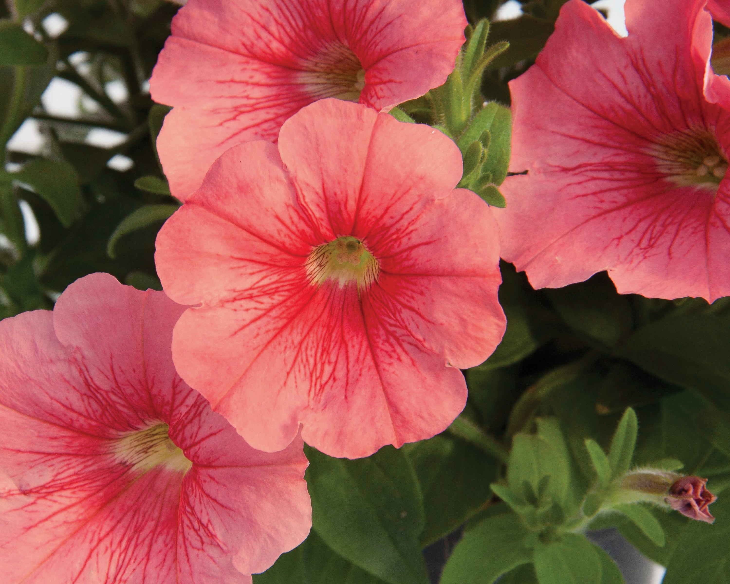 Petunia Starlet Salmon Red Vein - 4.33" Premium Annual