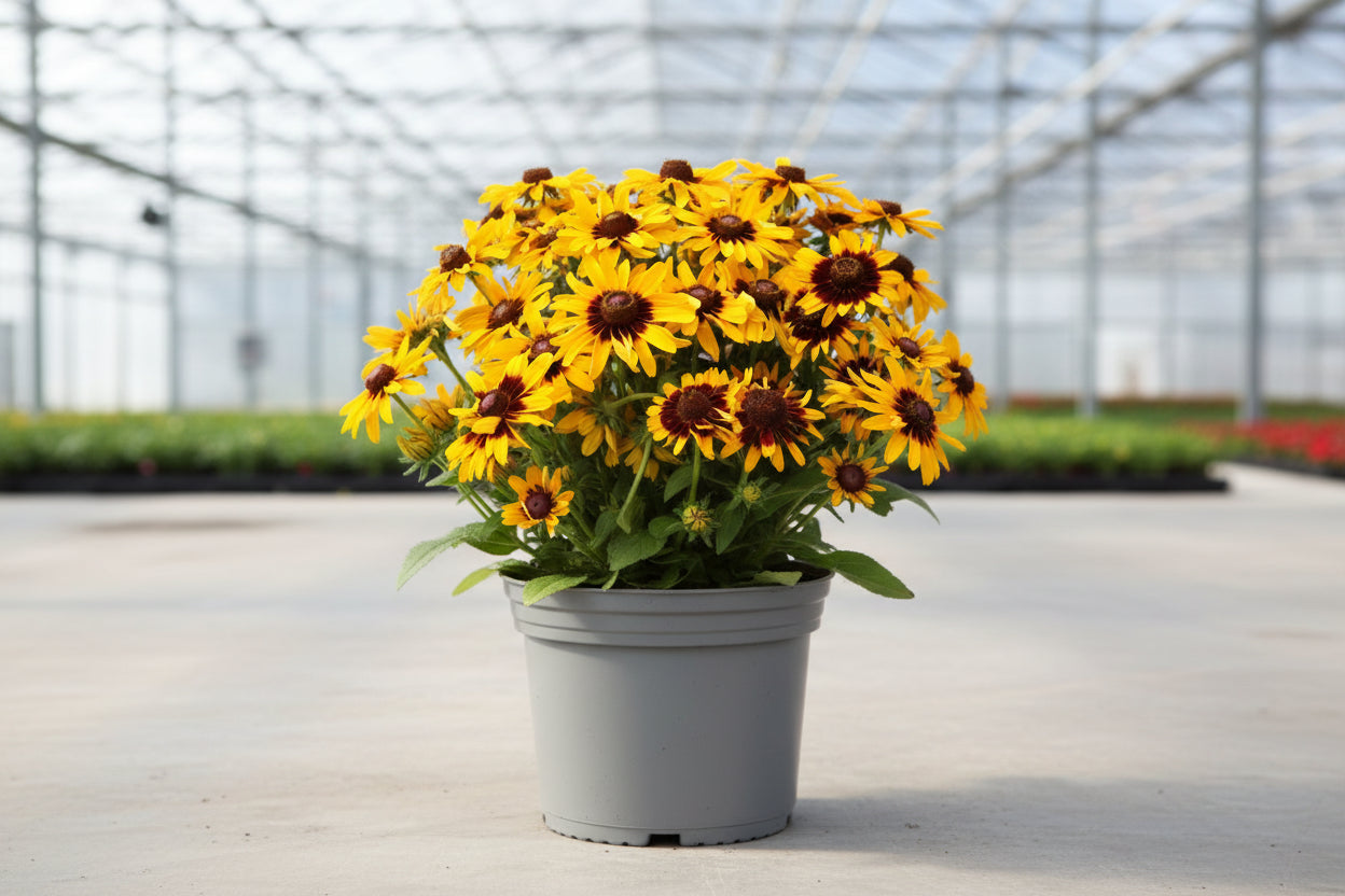 black eyed susan potted plant Rudbeckia Black Eyed Susan Sanora – Alsip's Kingsbury Acres Grower Outlet