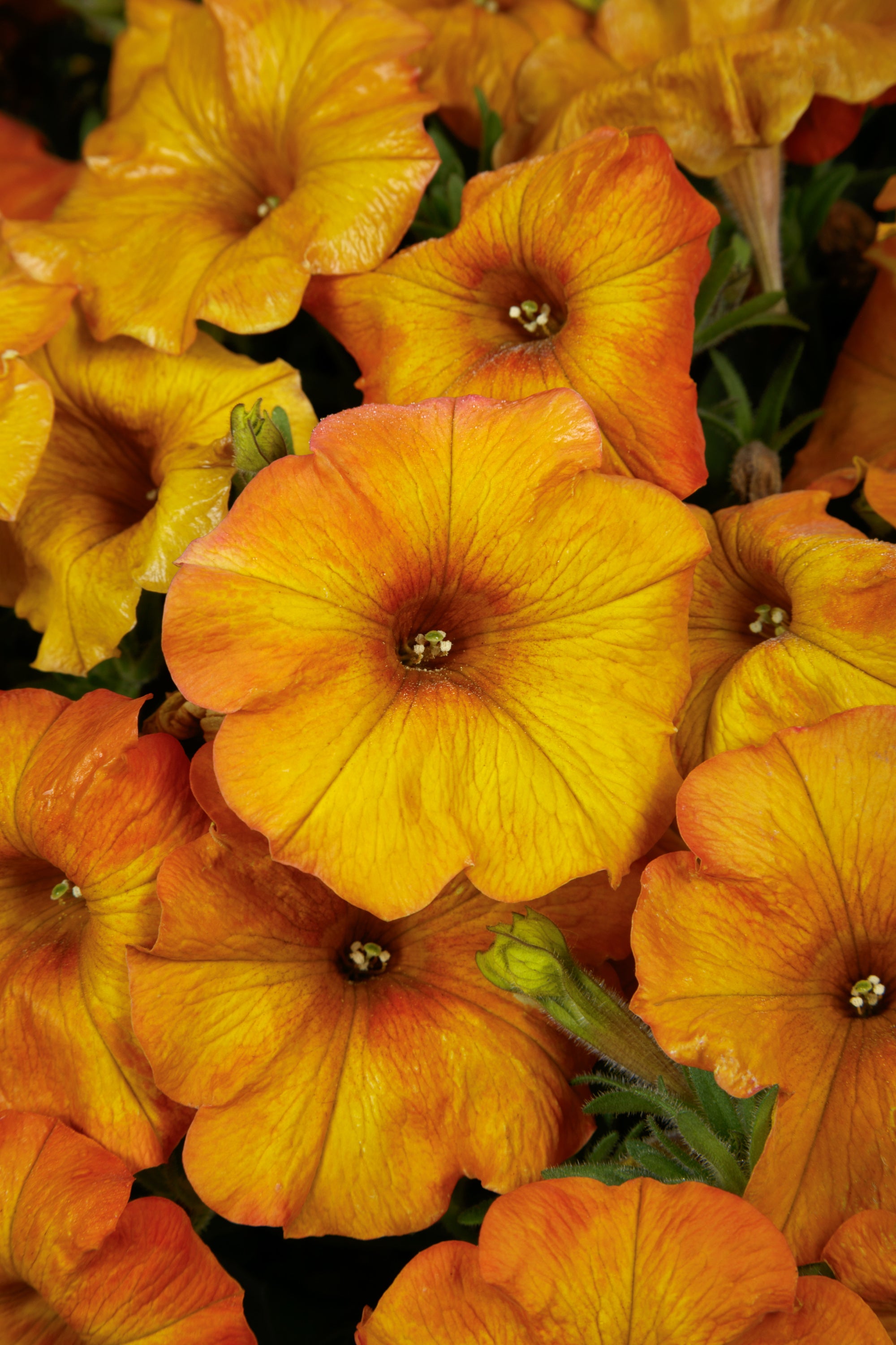 SuperCal Premium Sunset Orange Petchoa - 4.33" Premium Annual