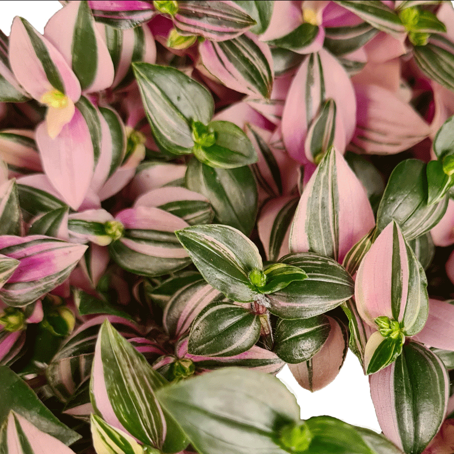 Tradescantia mundula Tricolor - 2.5" Succulent