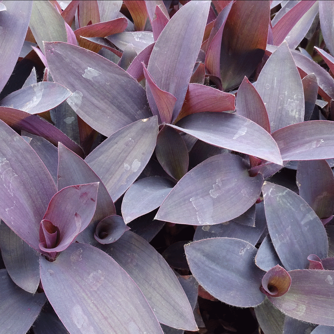 Tradescantia Palladia purple heart - 4" Houseplants