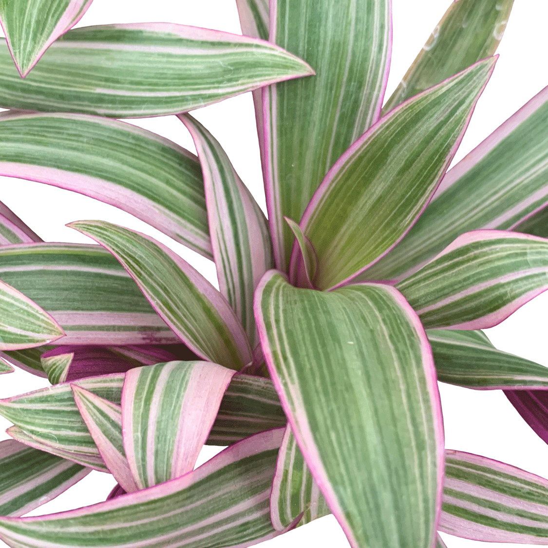 Tradescantia Spath Tcol - 4" Houseplants