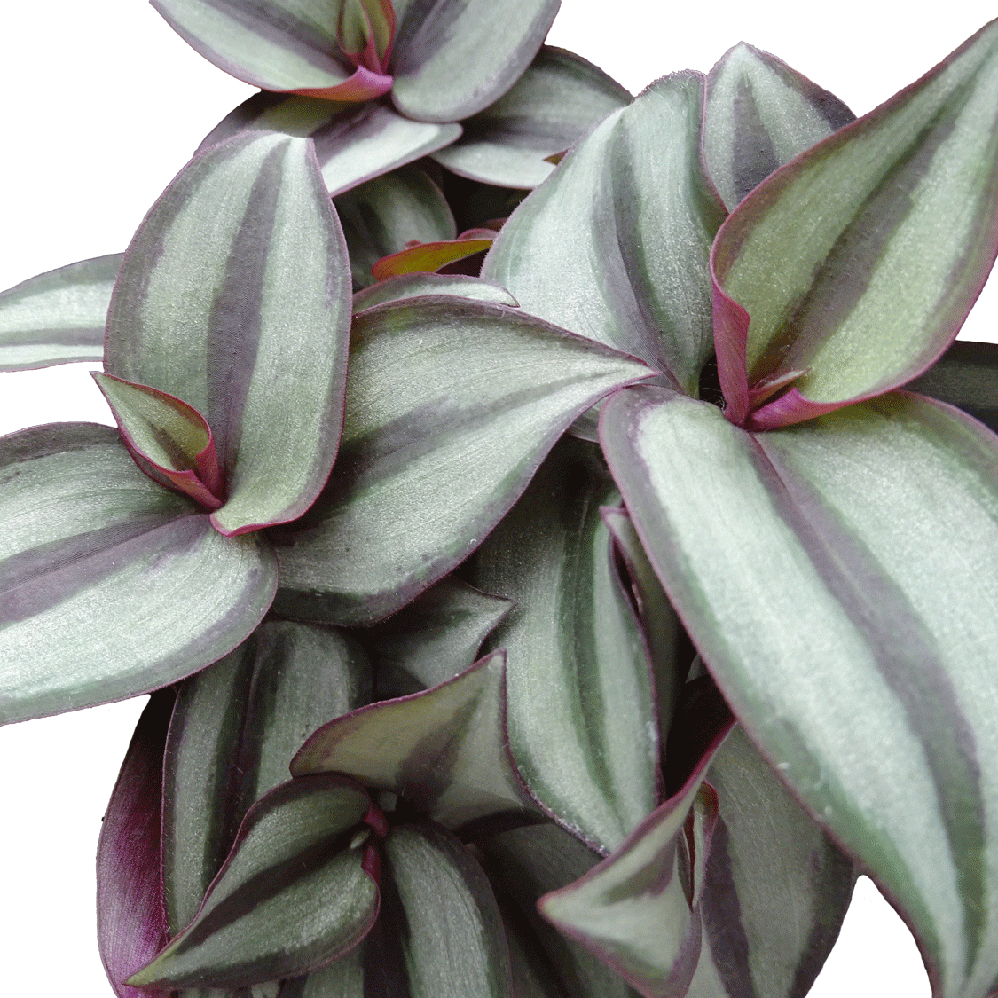 Tradescantia zebrina - 4" Houseplants