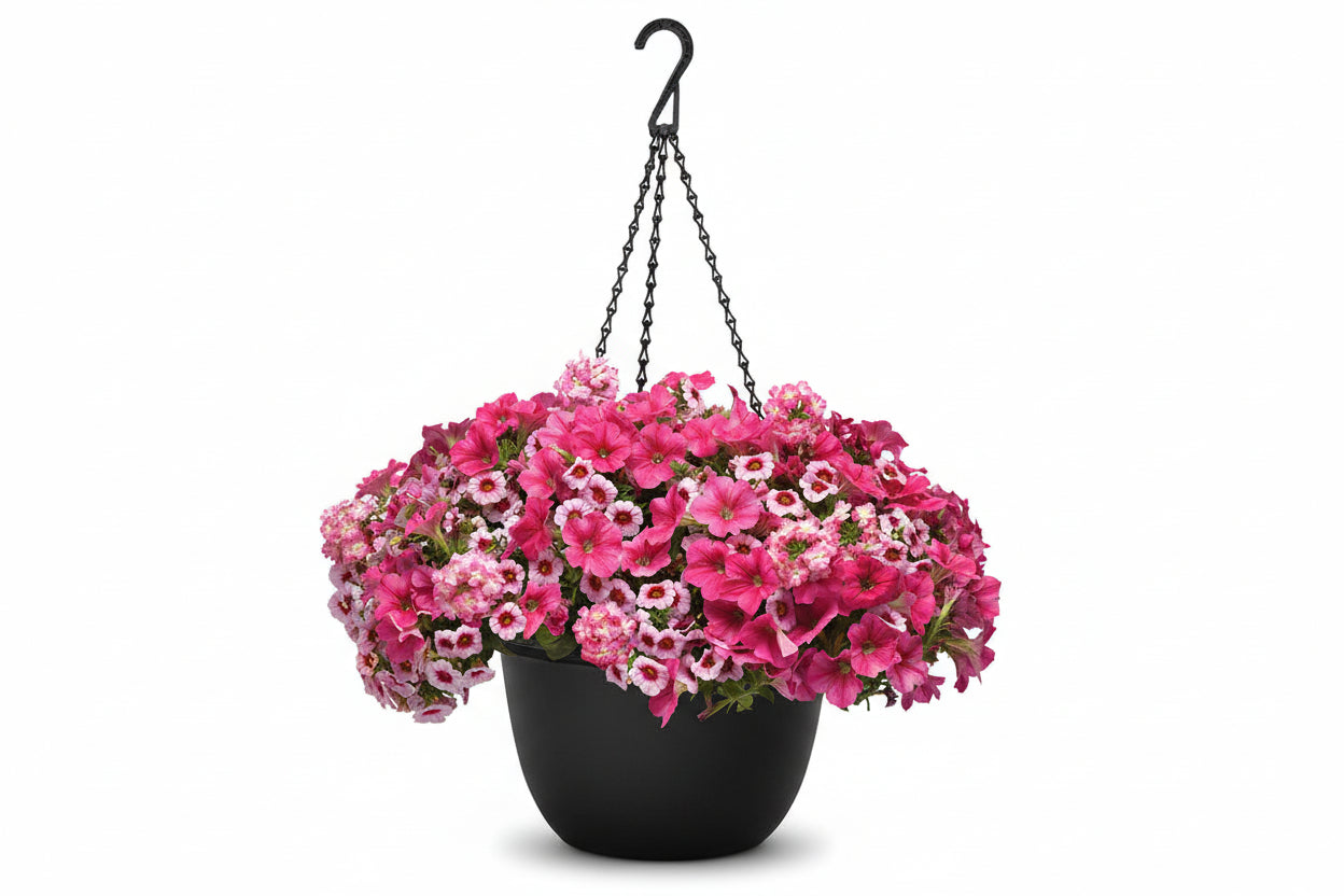 118 Cherry Kiss - 11" Hanging Basket