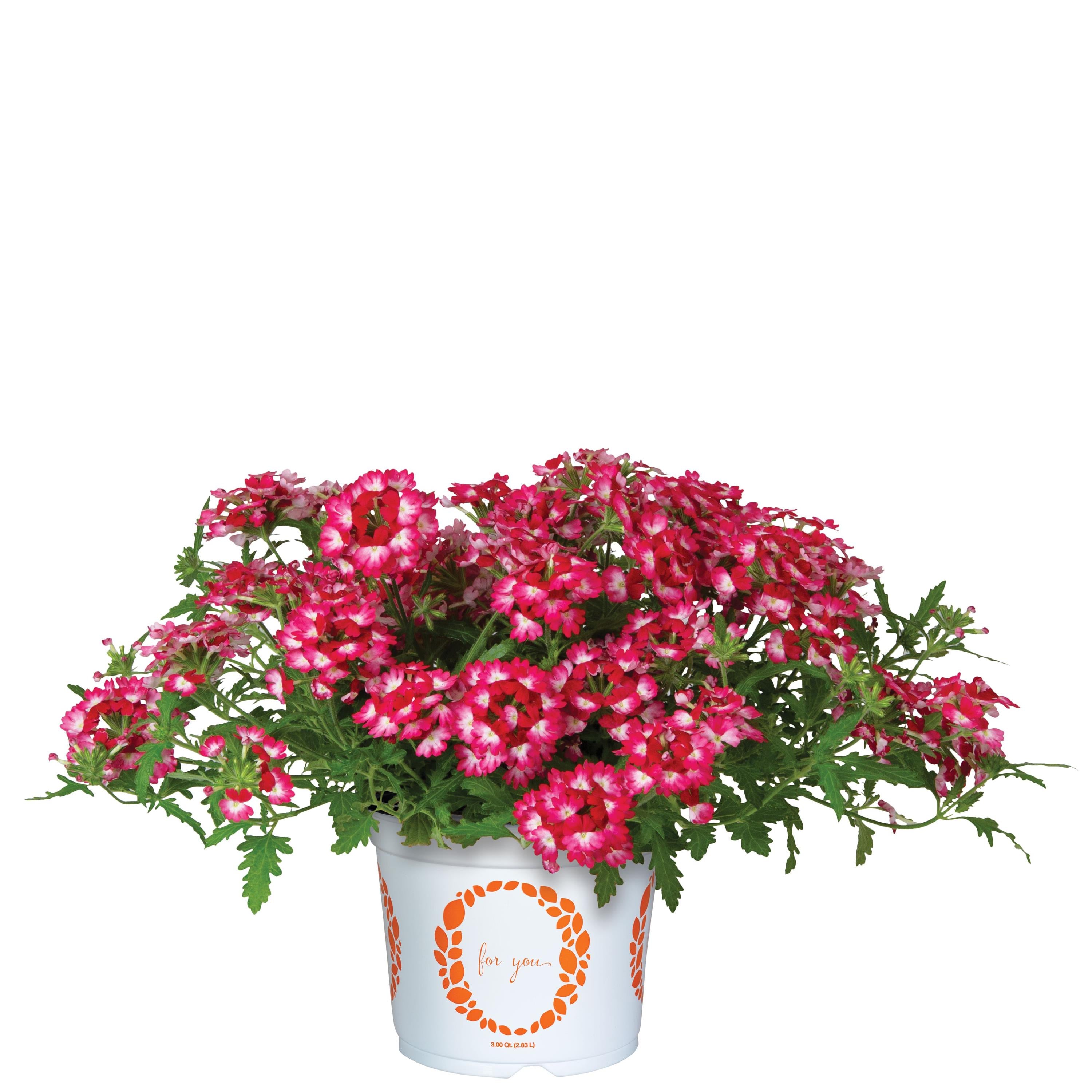 Verbena Wicked Rad Red - 4.33" Premium Annual