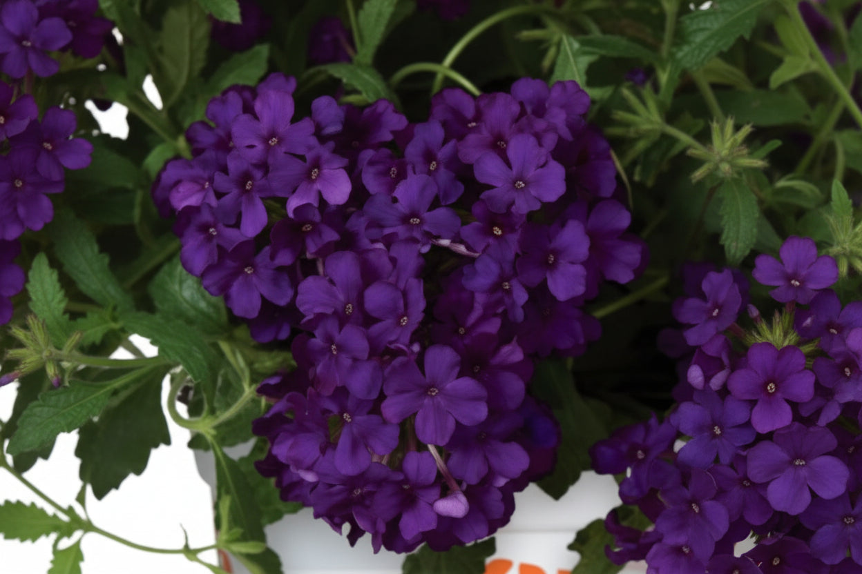 Verbena Empress Flair Cobalt Blue - 4.33" Premium Annual