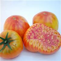 Tomato Mr Stripey - 4" Potted Vegetable