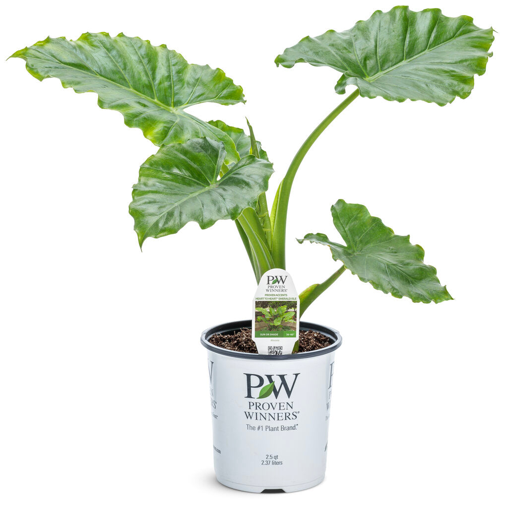 Alocasia Emerald Isle - 1 Gallon Proven Winners Annual