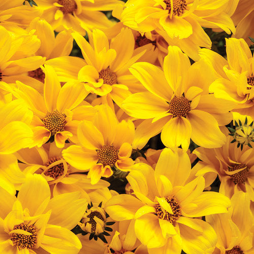Bidens Goldilocks Rocks - 4.25" Proven Winners Annual