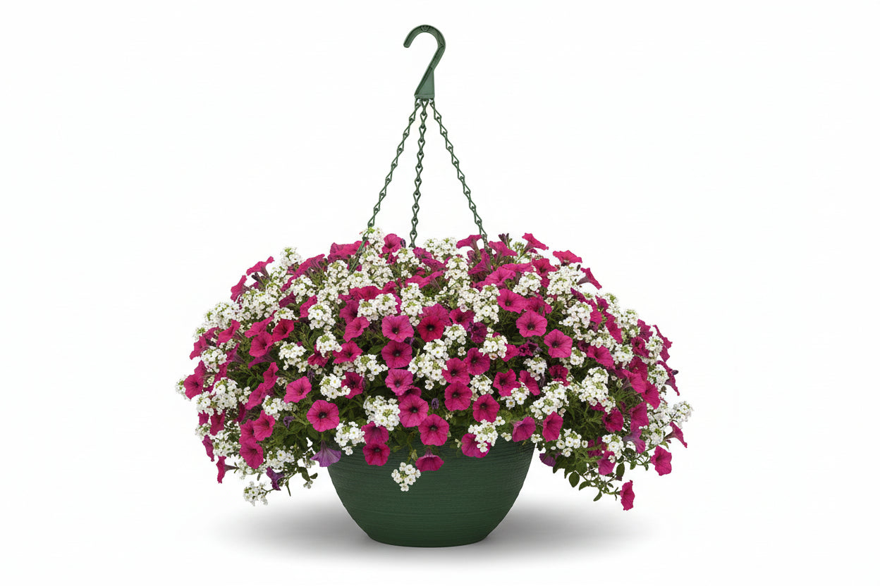 127 Rose Everyday - 11" Hanging Basket