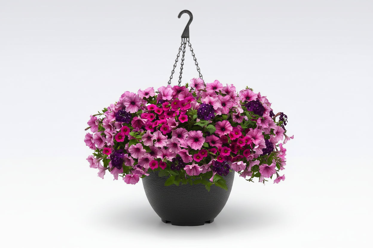 101 A Grape Fit - 11" Hanging Basket