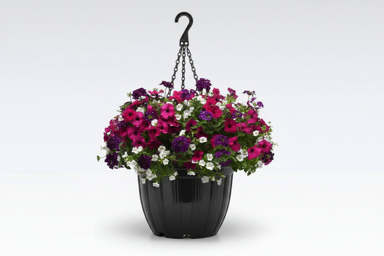 113 Jazzberry Jam - 11" Hanging Basket