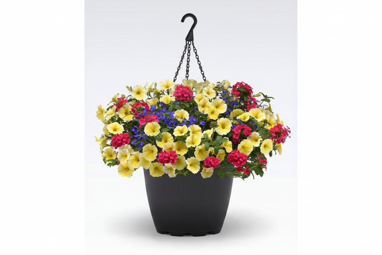 115 Gimme Some Sugar - 11" Hanging Basket