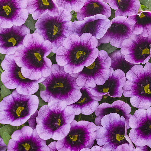 Calibrachoa Superbells Blue Moon Punch - 4.25" Proven Winners Annual