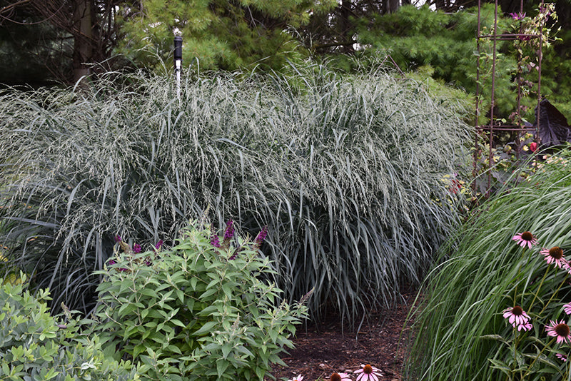 Panicum Switchgrass Blue Fountain