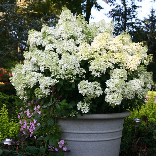 Hydrangea Bobo