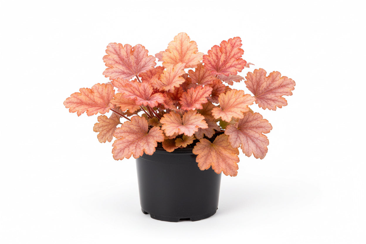 Heuchera Coral Bell Georgia Peach
