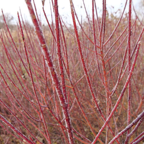 Arctic Fire Dogwood, Cornus stolonifera