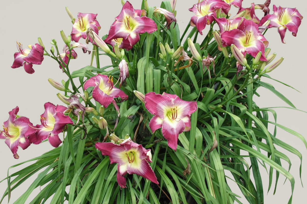Hemerocallis Daylily Water Dragon
