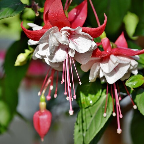 Fuchsia Trailing White Eyes - 11" Hanging Basket