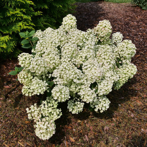 Hydrangea Tiny Quick Fire