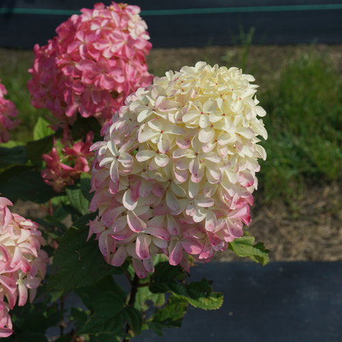 Hydrangea Quick Fire Fab