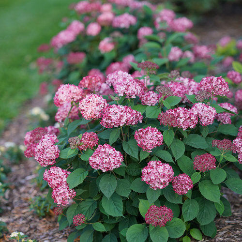 Hydrangea Invincibelle Ruby