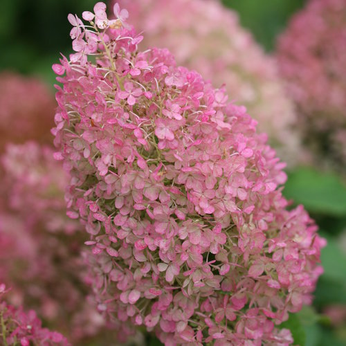 Hydrangea Bobo