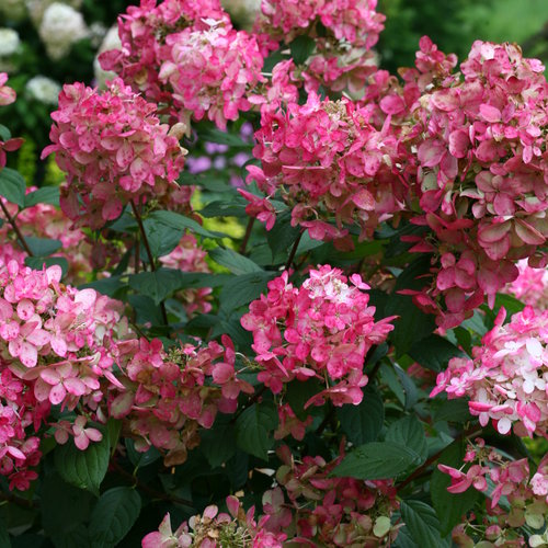 Hydrangea Fire Light