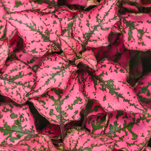 Hypoestes Hippo Rose - 4.25" Proven Winners Annual